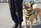 maître chien